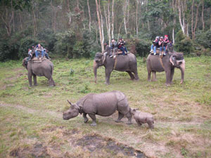Jungle Safari in Chitwan National Park