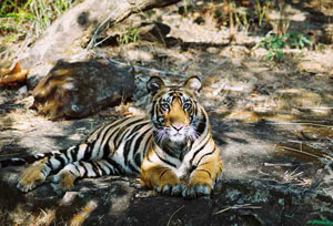 Jungle Safari in Bardia National Park